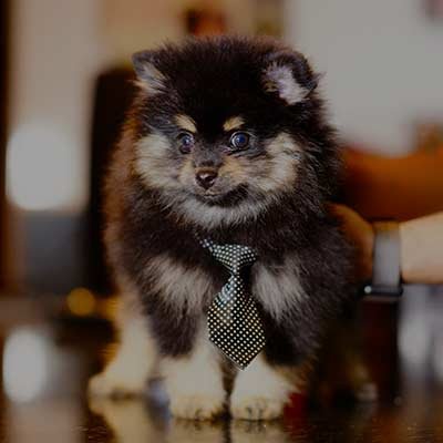 Vader - Cliente Do Consultório Veterinário Guará Johnnie Care